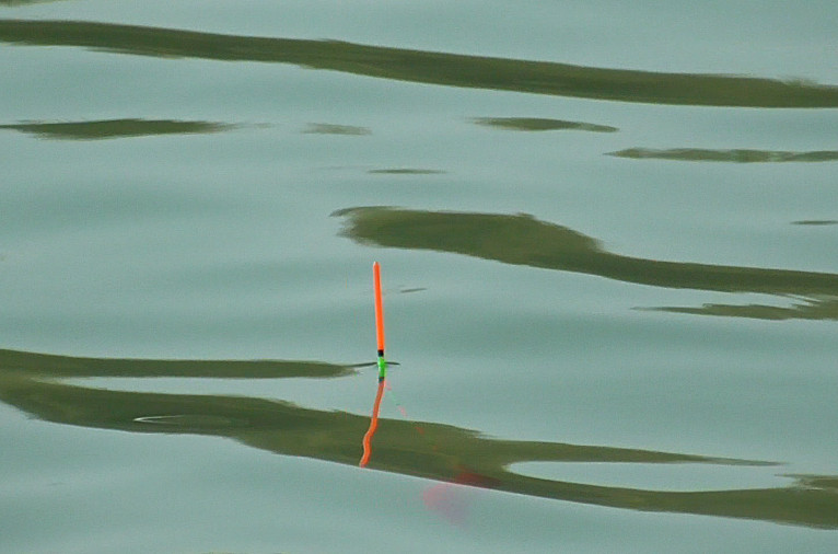 野钓鲮鱼调漂最佳方法,钓鲮鱼台钓调漂的正确方法