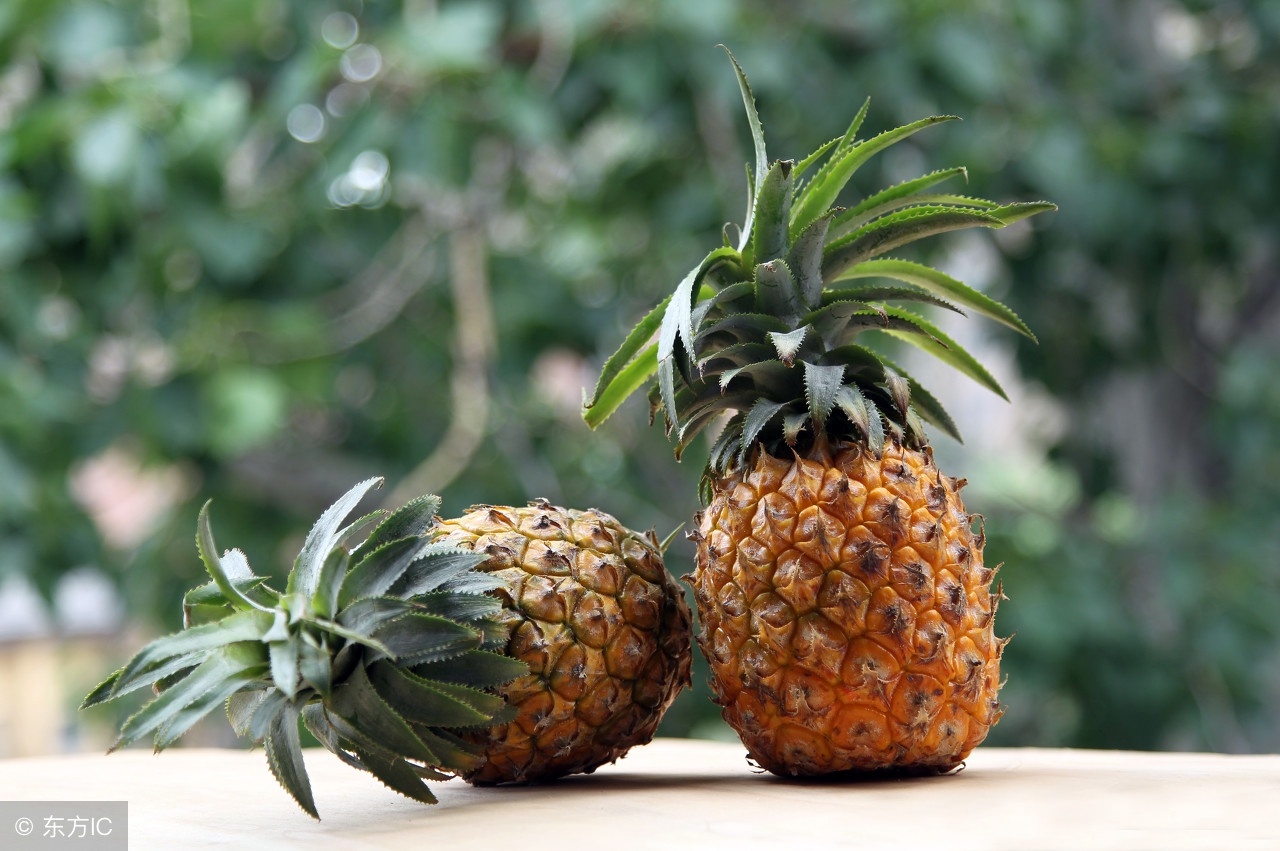 吃完菠萝别扔,吃完菠萝把叶子留下可以种出盆栽