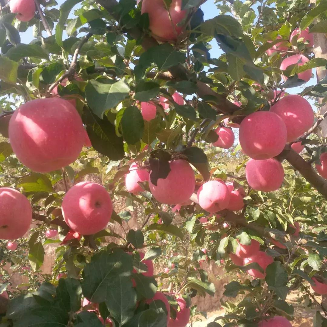 别吹了，不是所有的好产品都出口！中国出口的苹果才是最差的苹果