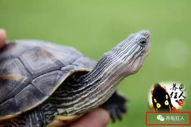 中华花龟和台湾花龟有什么区别,斑纹草龟和普通草龟的区别