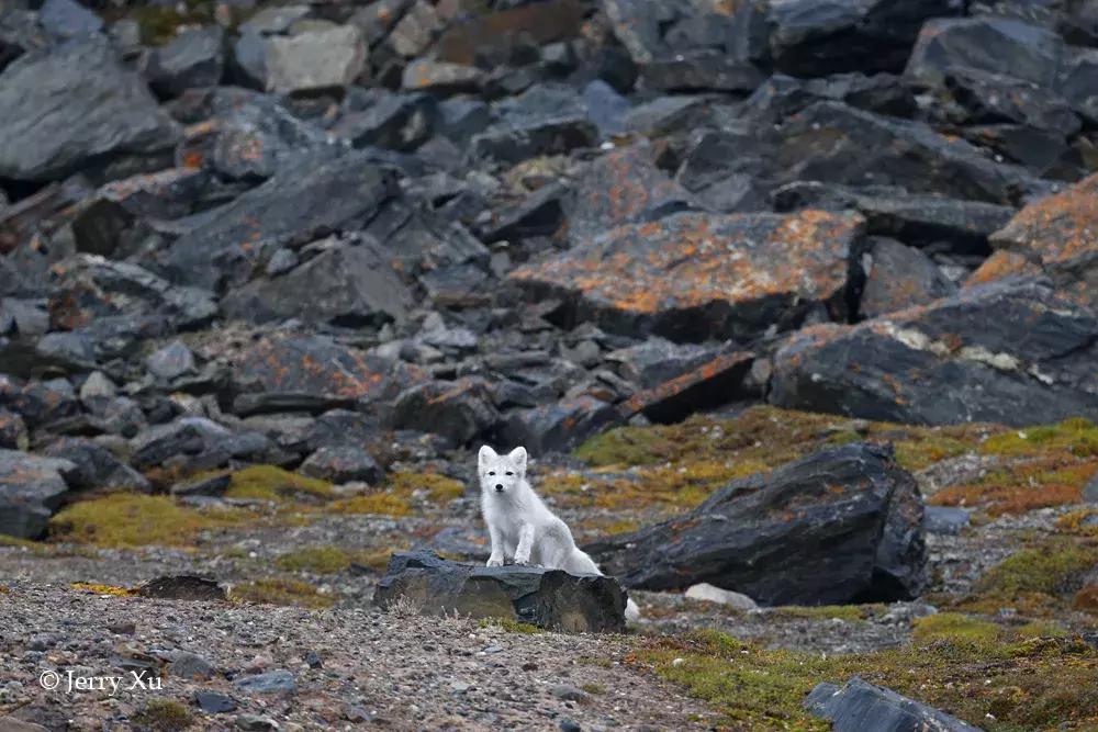 一组国际摄影大赛获奖作品速览,震撼心灵的45张摄影金奖照片珍藏