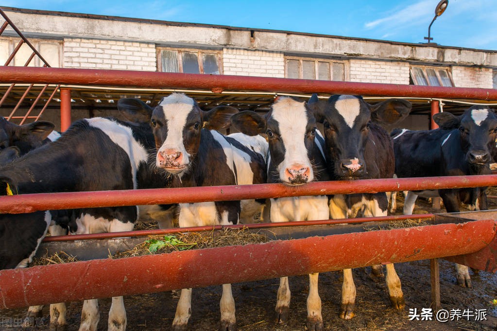 奶牛犊饲养管理要点,奶牛缰绳的绑法