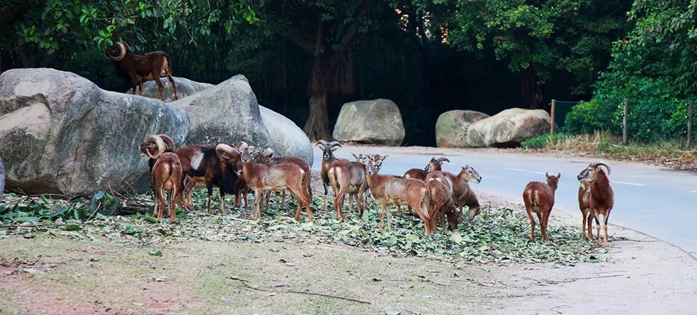 长隆野生动物世界营业时间,广州长隆野生动物园要玩多久