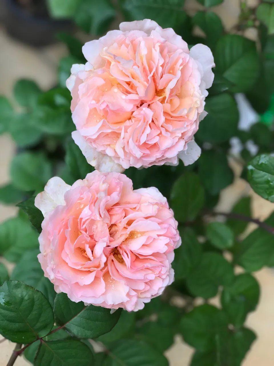 20种必买月季品种图片,网购月季有哪些品种好活