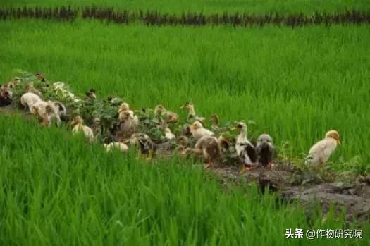 有机农场能赚钱吗,有机农场失败案例