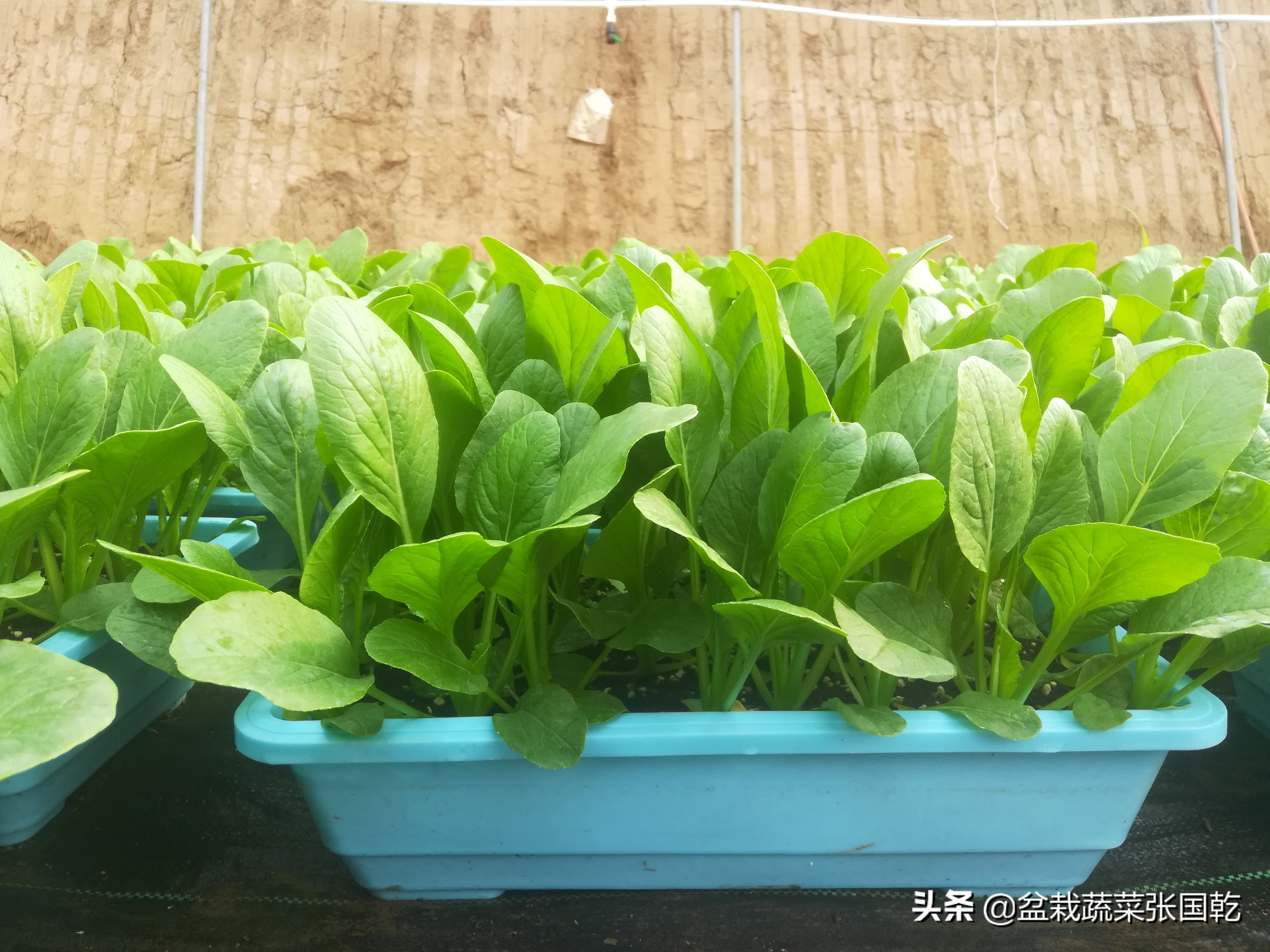 盆栽蔬菜行业现状,蔬菜种植行业分析报告总结