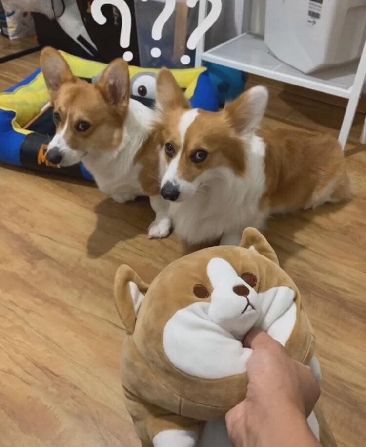 柯基犬咬主人脚,柯基咬黑狗猫猫反击