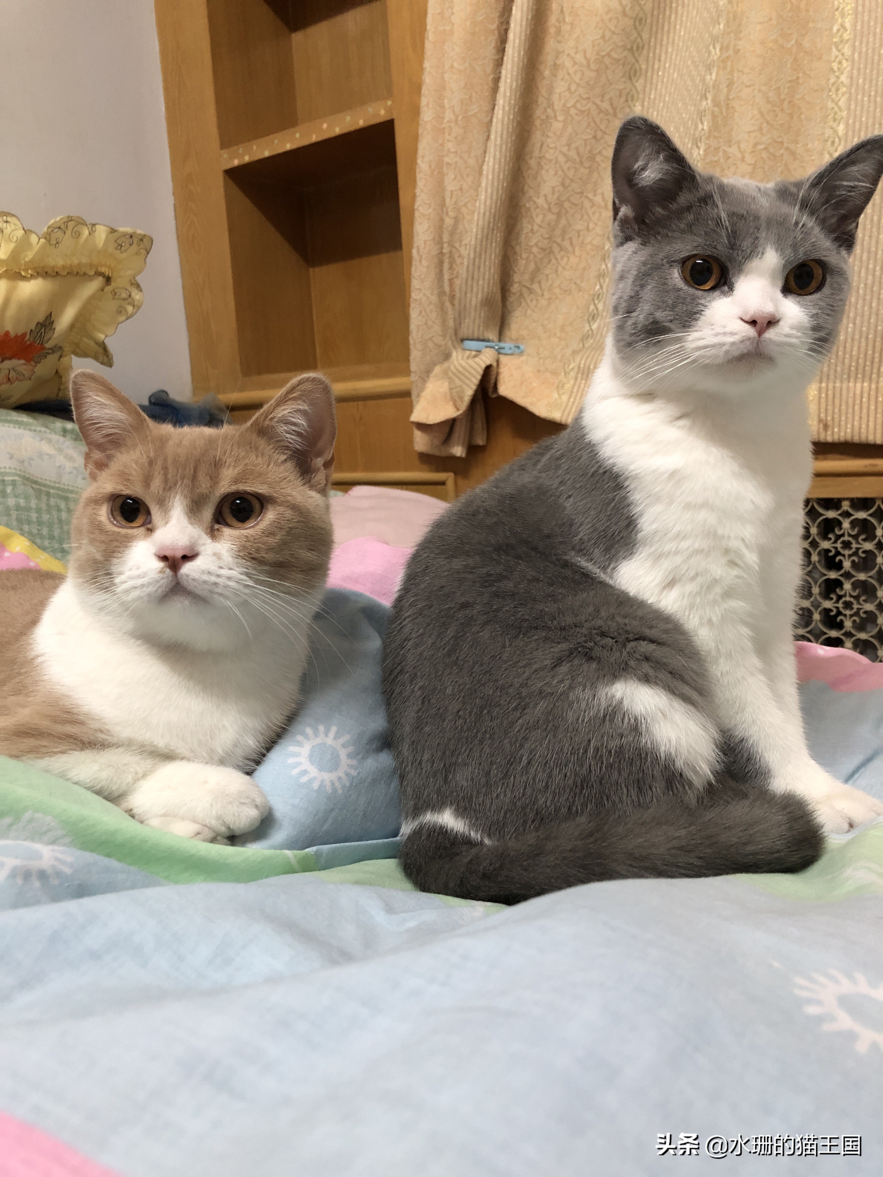 吸引猫咪过来的叫声,猫咪发出凄惨的叫声