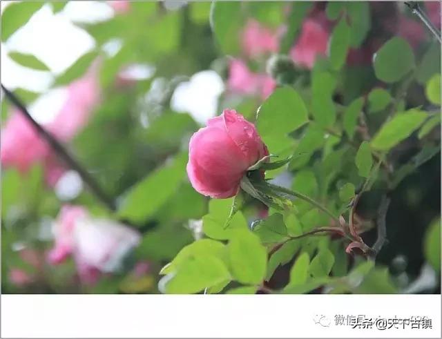 四川邛崃平乐古镇的介绍,四川邛崃平乐古镇