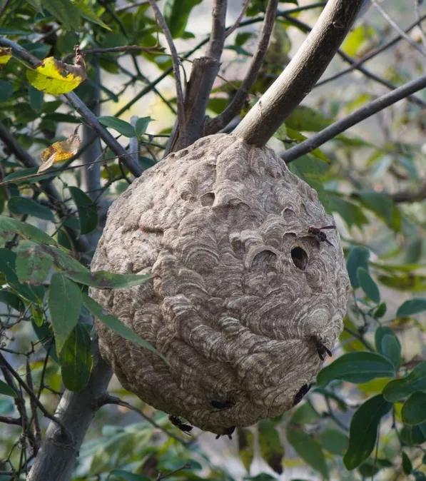 毒蛇被蜜蜂蛰死,毒蛇吃成大胖子