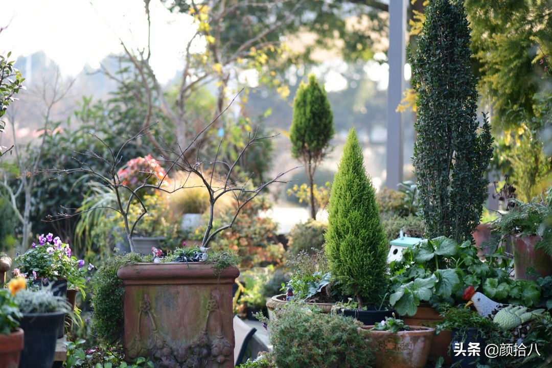 零下9度来袭，花园里的绿色是那么动人|园丁