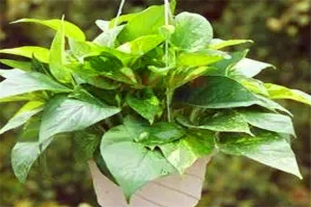 土培绿萝烂根可以直接浇多菌灵吗,绿萝这样养超级简单叶不黄根不烂