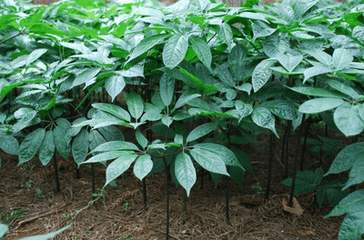 三七每日用量,文山三七粉每日用量