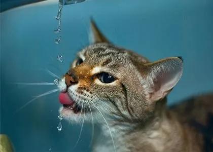 涨知识猫咪过胖会引发哪些疾病,涨知识的猫