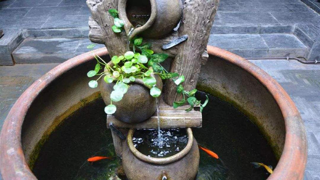 水培花卉里养什么鱼,水培盆栽里养什么鱼好看