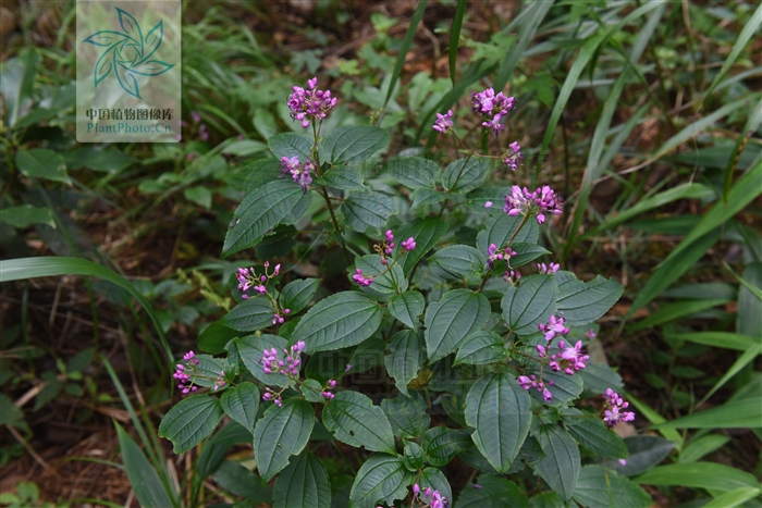 活络效灵丹治疗风湿性关节炎,小葫芦丹能治疗类风湿性关节炎吗