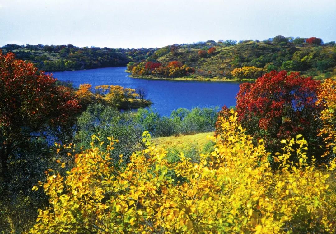 苏炳添,通辽欢迎你!吴智强,快带苏炳添回家