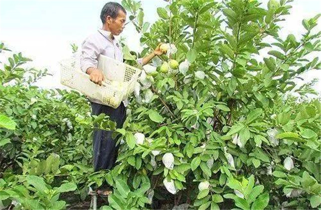 番石榴种植与管理技术和注意事项,番石榴种植技术和管理方法