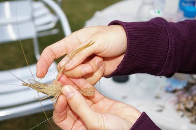 虾米钓鱼钓法,虾米做钓大鲫大鲤的饵料