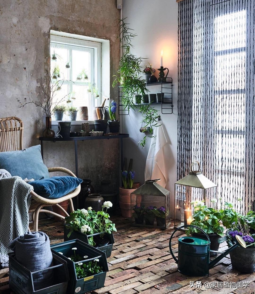 假期中,家里的「留守植物们」该怎么办呢?