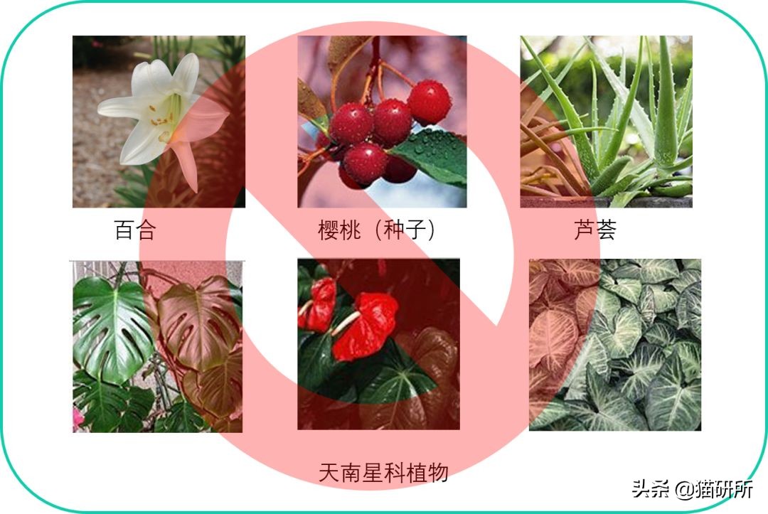 猫咪意外中毒怎么办,猫咪中毒怎么解救