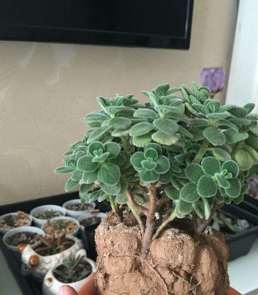 养花土壤“硬邦邦”？改了4个“臭毛病”，松软如面包，养啥都壮