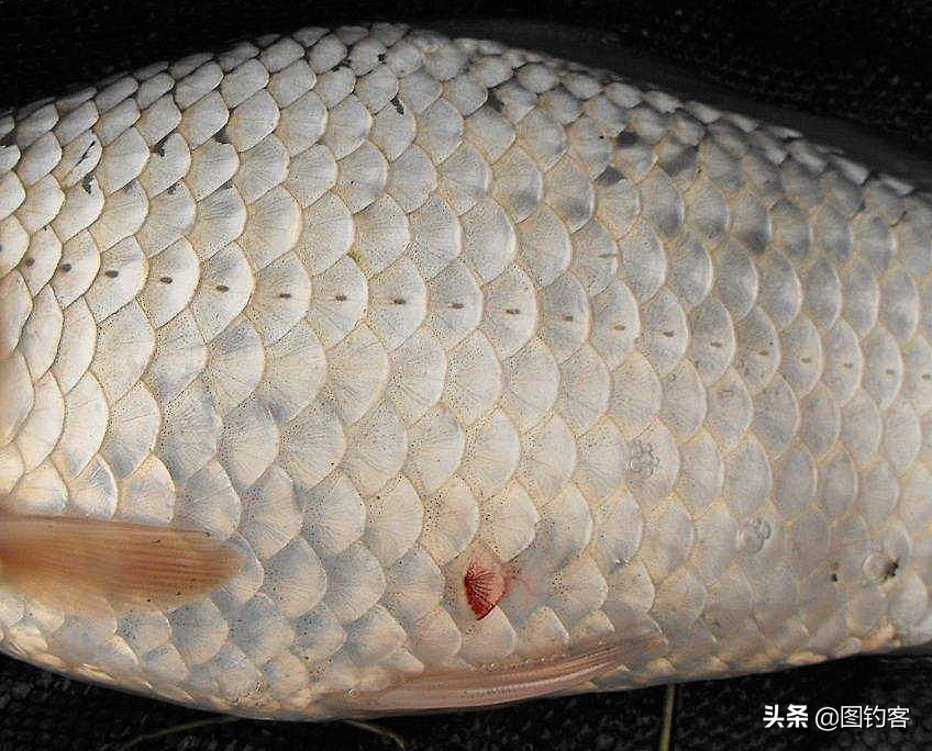 “口眼耳鼻鳃”|鱼类索饵捕食不止靠五官,还掌握生物脉冲技术