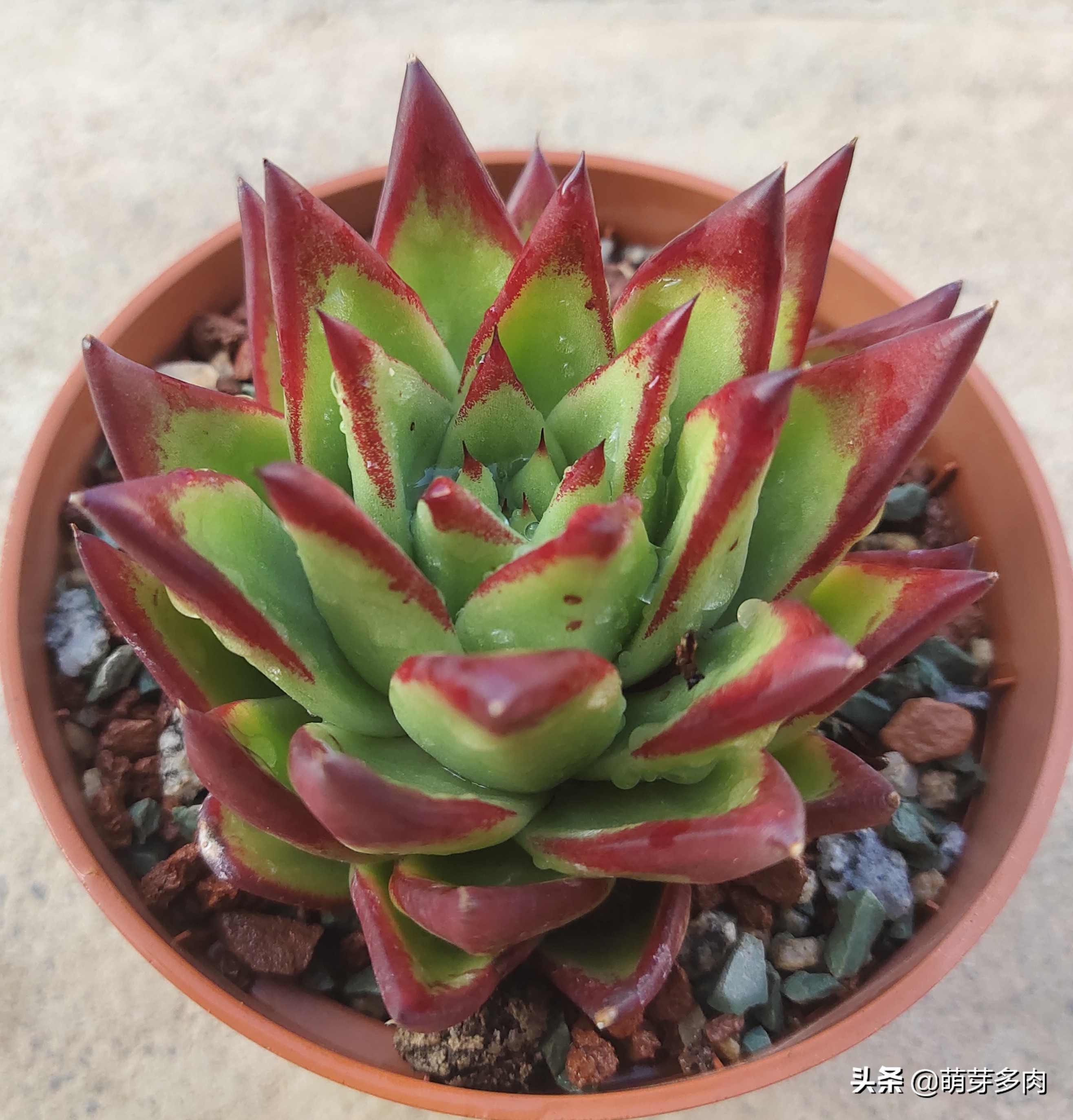 多肉口红怎么养才长得好,多肉口红怎么养出状态