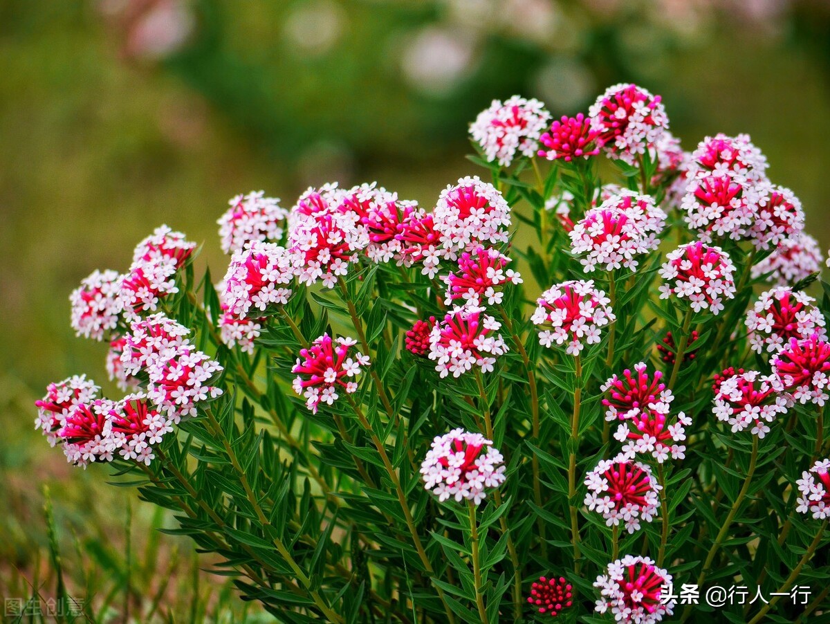 华北最大的亚高山草甸圣王坪,华北最大的亚高山草甸