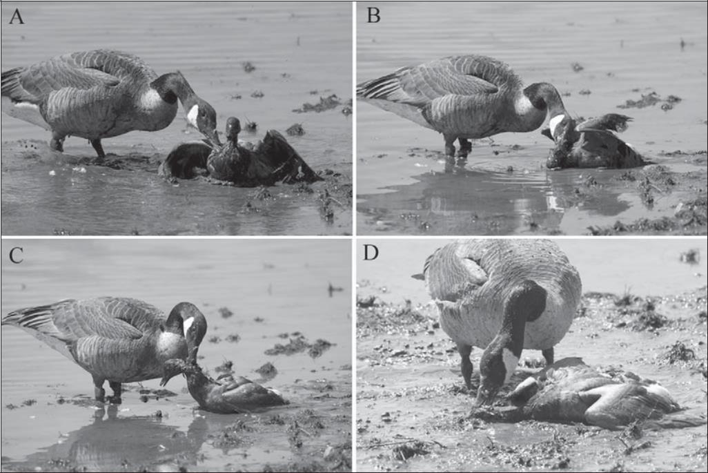 当你遇到大鹅袭击应该怎么办,当你遇见大白鹅你会怎么样