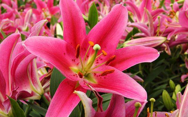 百合花开了花瓣能喷水吗,百合花的养护方法室内花瓶