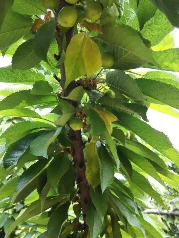 猪肝补铁还是樱桃补铁,吃樱桃补铁还是牛肉补铁