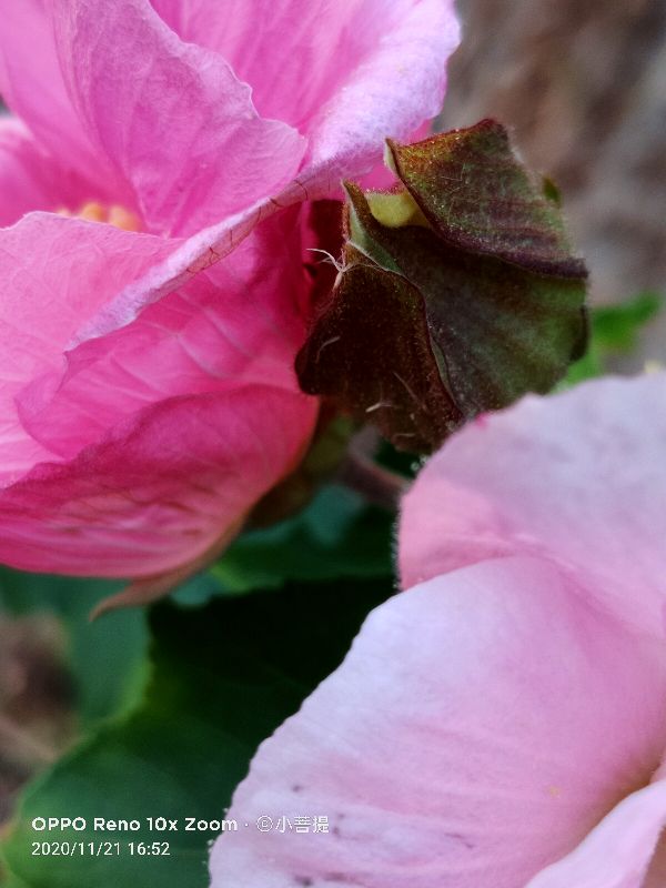 这种花通常用来比作美丽的女子，有人拿来做药，还有人当野菜吃
