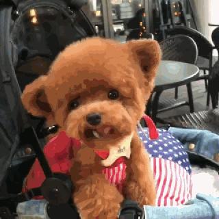 小泰迪一般多久立耳就定型了,小泰迪立耳修剪毛发视频