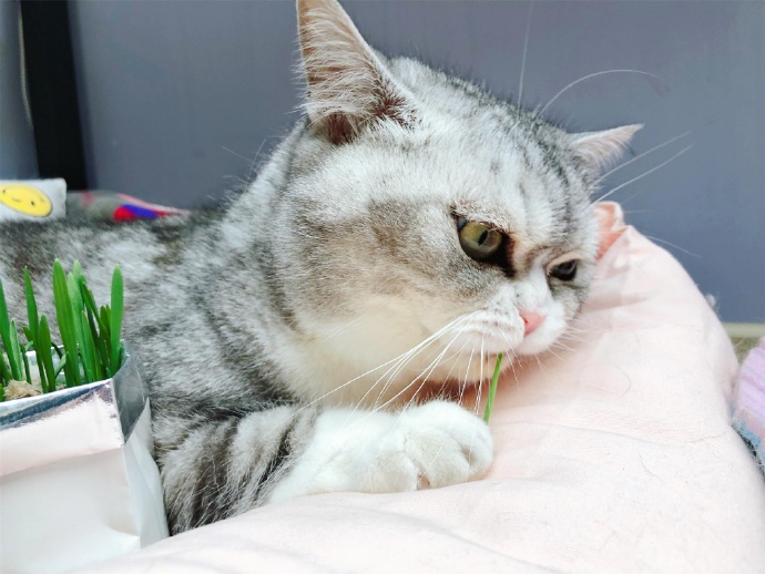 田园猫也是一条生命,中华田园猫中最稀有的田园猫排名