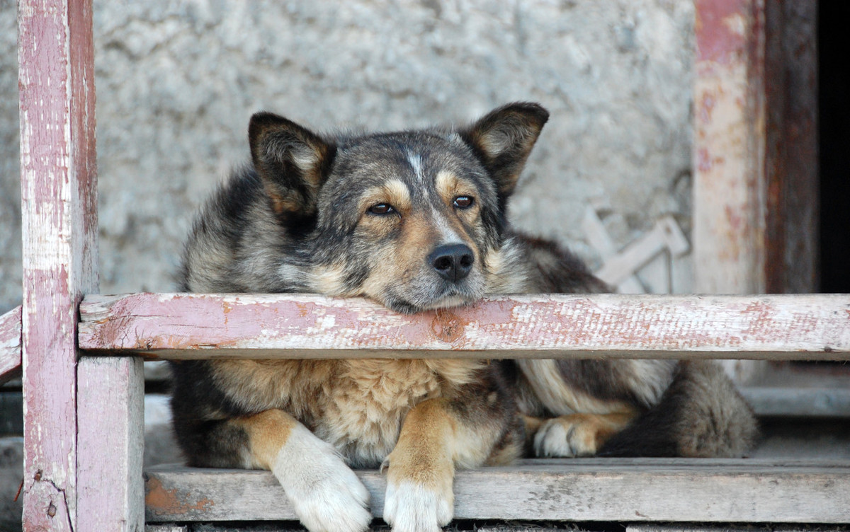狗生的时候注意什么,狗生崽后主人注意什么