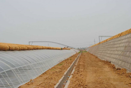 雨雪天气后,大棚蔬菜出现冻害该如何补救?