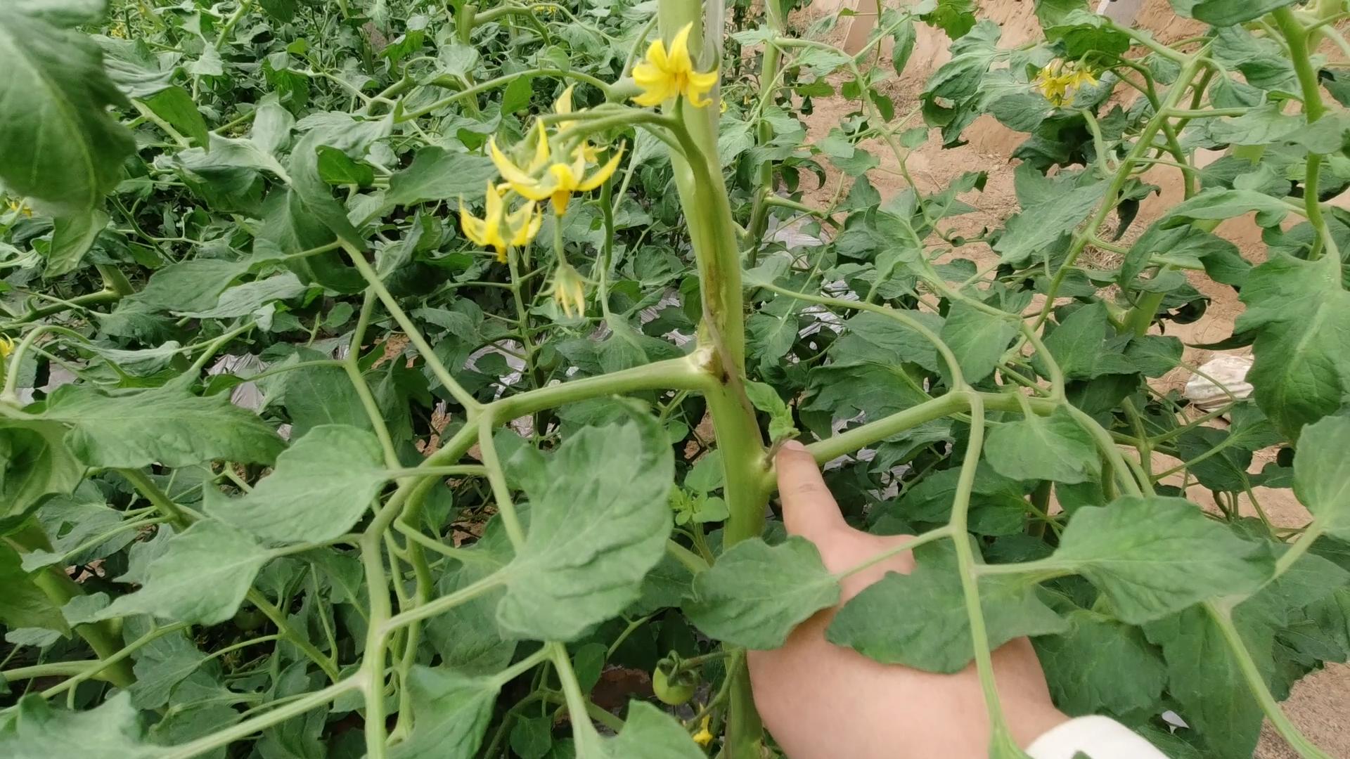 番茄插枝就能活?技巧要掌握好,长根快,成活率高