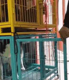 有些狗子玩着玩着就打架了,有些狗子表面上人畜无害吵起架来