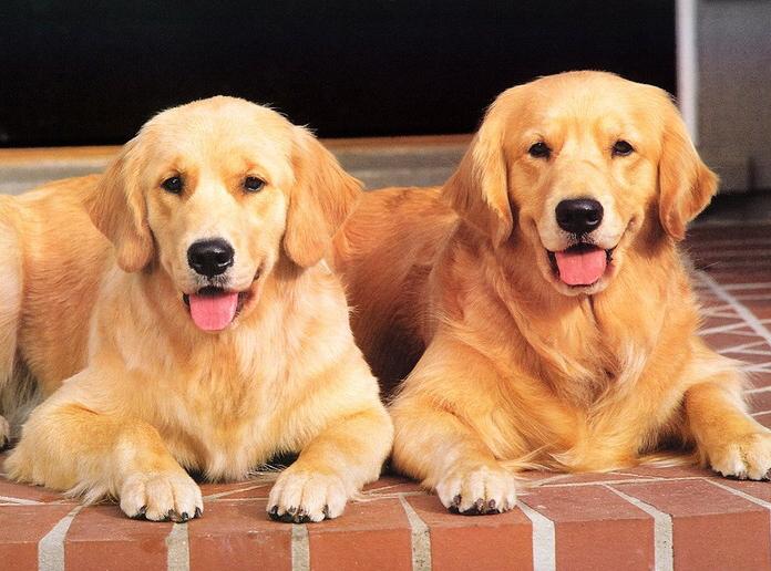 金毛每日吃多少,金毛一天要吃几顿一顿吃多少量