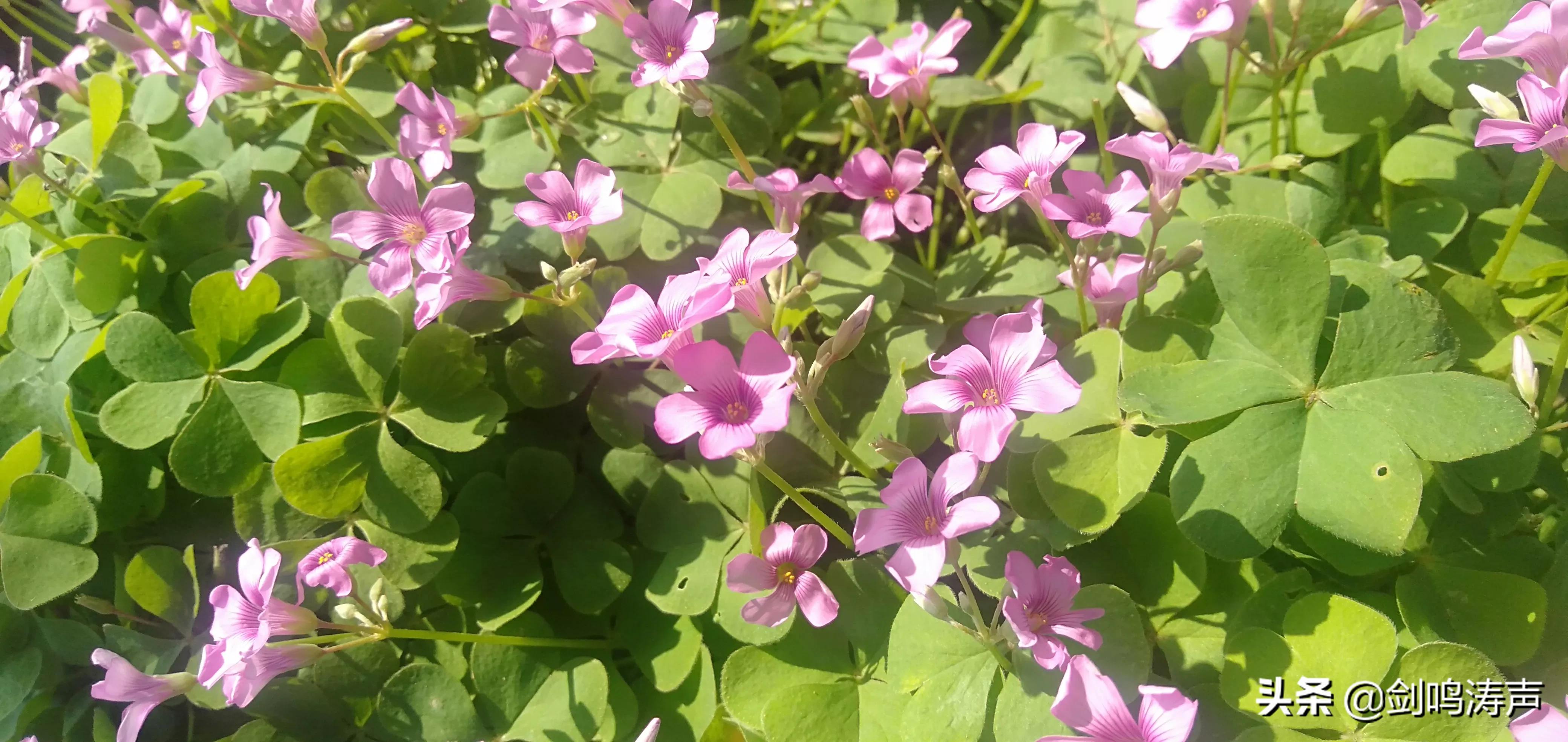 狗急跳墙不承认姚策DNA，会有什么后果