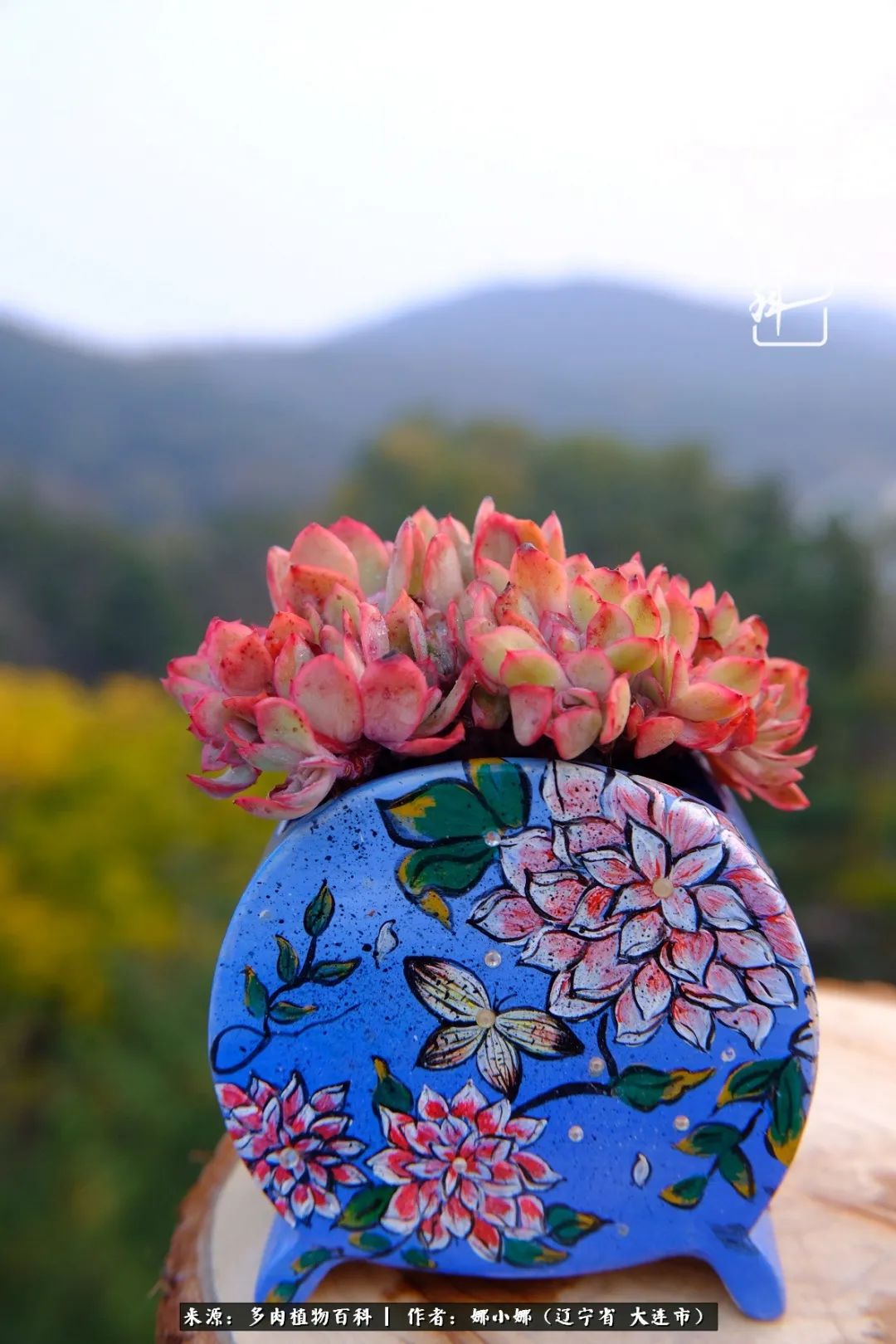 你是盆我是花，你护我周全，我为你绽放