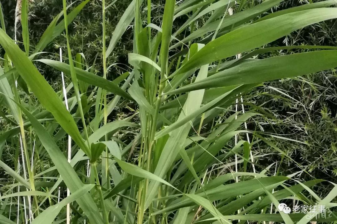 农村生活实拍,农村生活污水处理