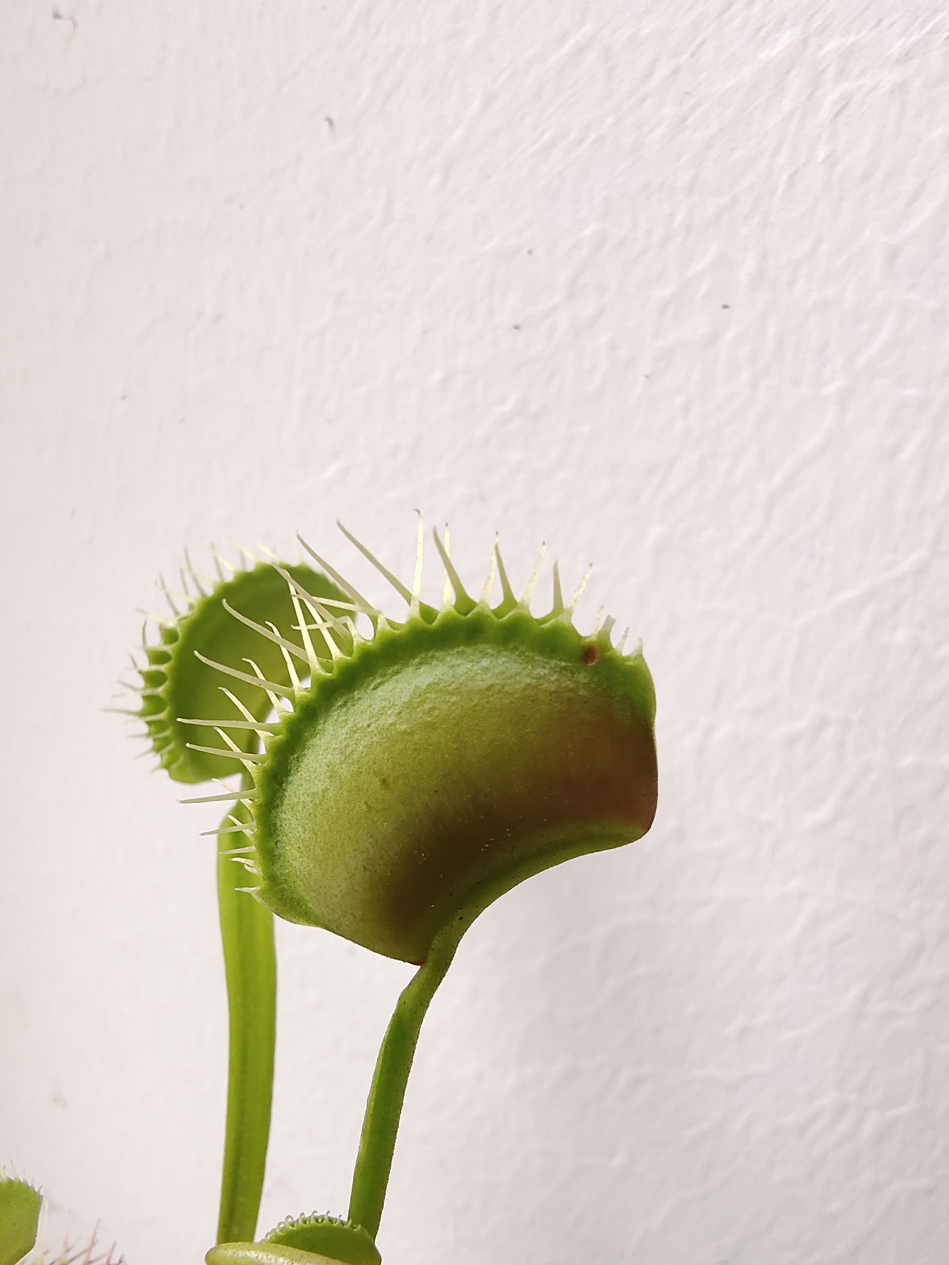 捕蝇草不健康怎么办,捕蝇草5大禁忌