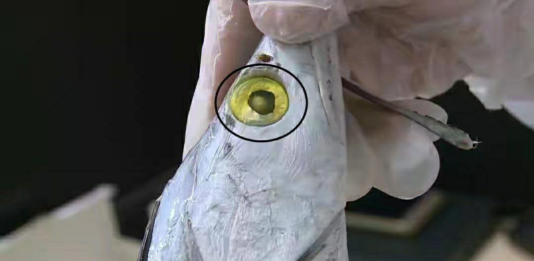 买带鱼黄眼睛和黑眼睛哪种最好,带鱼是黄眼睛好还是黑眼睛好吃