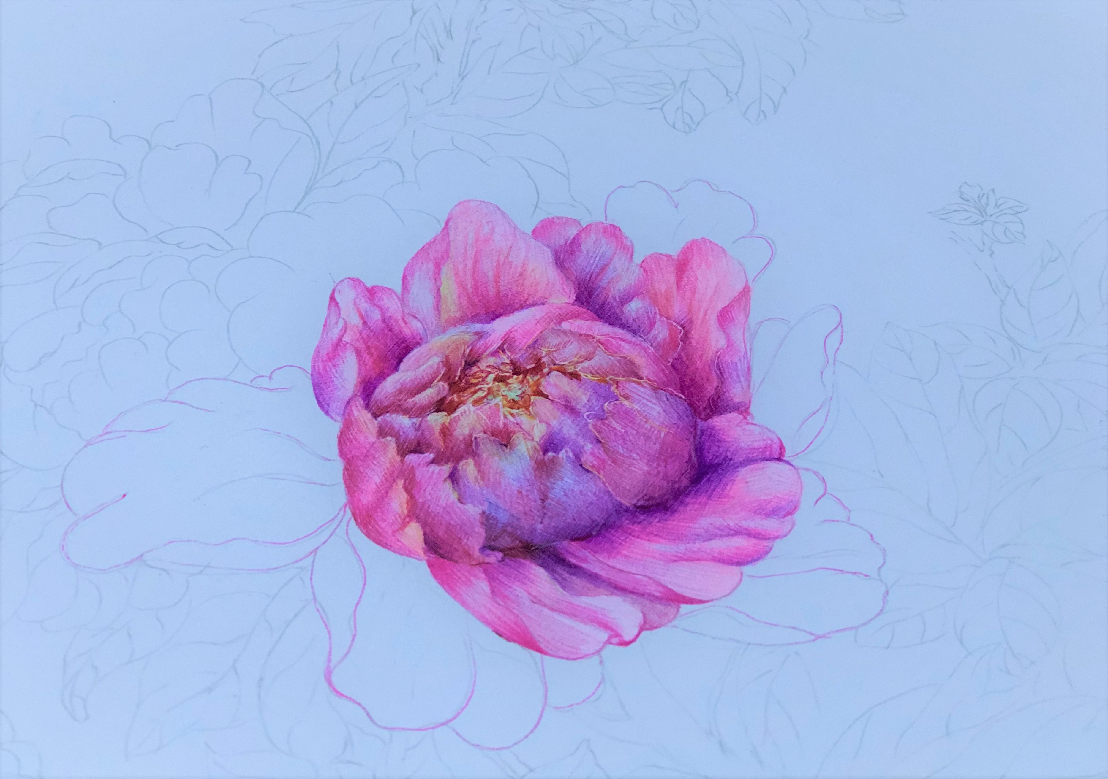 圆珠笔画牡丹教学,圆珠笔画牡丹的画法