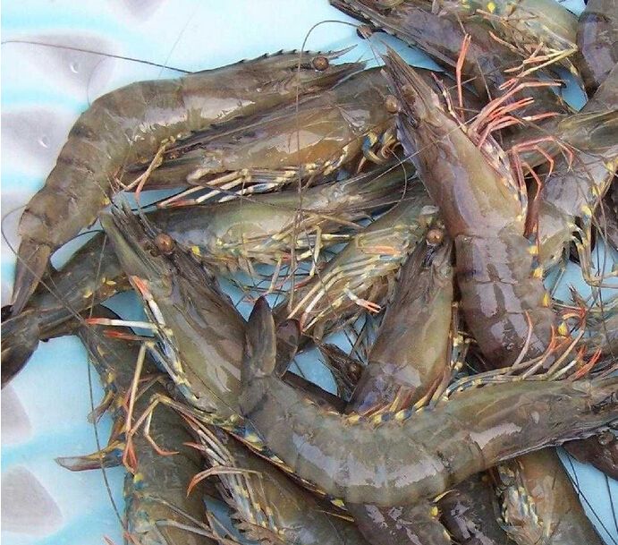 养虾失败的原因及解决方法,养的虾不动了是怎么回事