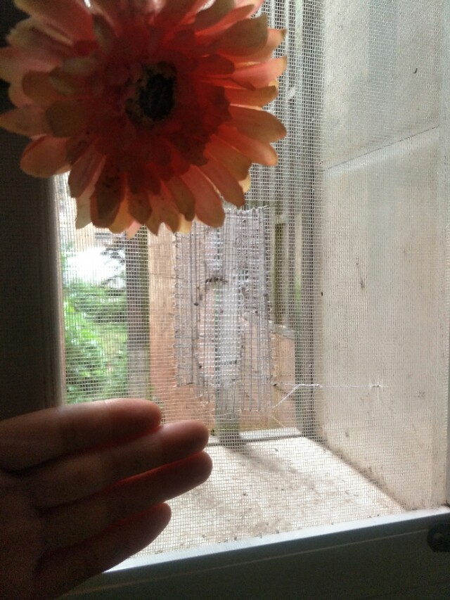 纱窗破了个小洞怎么办？不用换新的，一分钟教会您修补纱窗破洞。