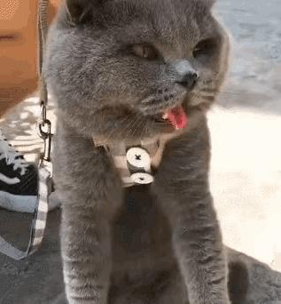 夏天猫咪中暑视频,炎炎夏日猫咪应该怎么安全度过