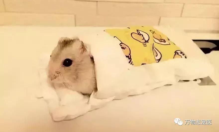 常见仓鼠疾病图片高清可爱,养仓鼠患呼吸道疾病
